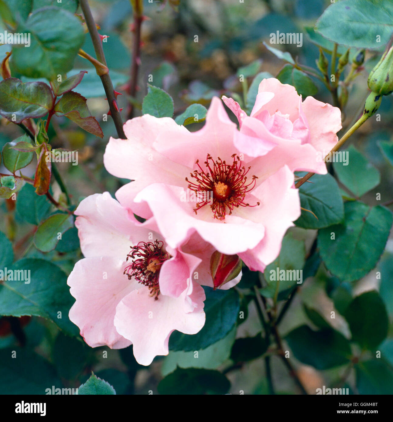 Rosa - `Dainty Bess' (Hybrid Tea)   RHT006264 Stock Photo